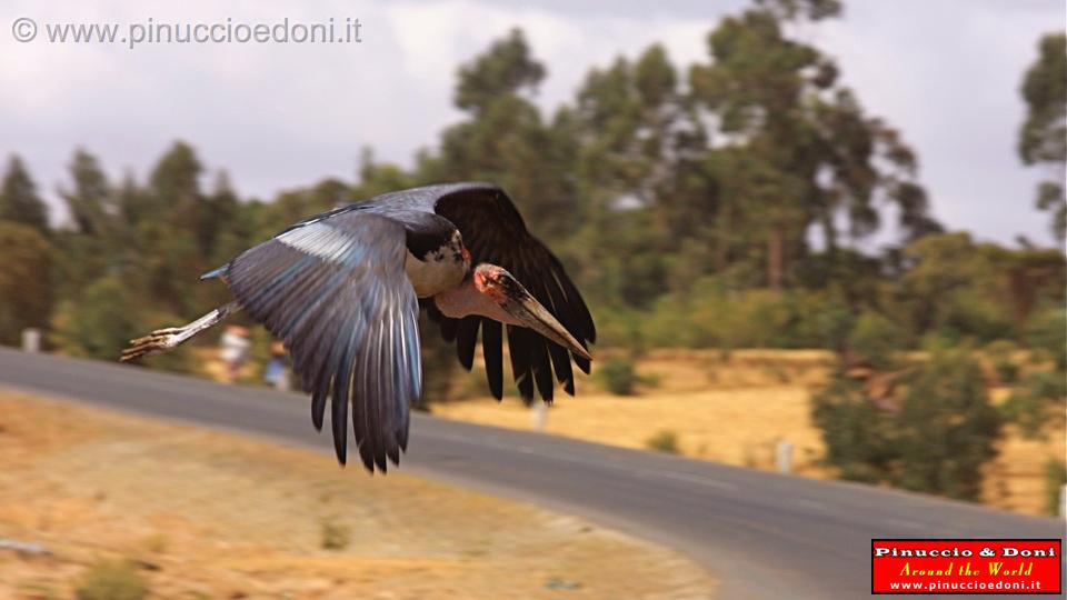 Ethiopia - 072 - Maribu bird.jpg